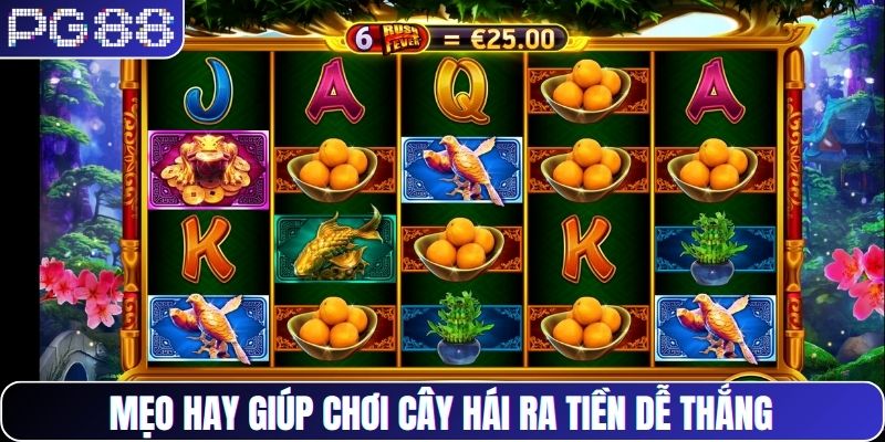 Mẹo hay giúp chơi cây hái ra tiền dễ thắng